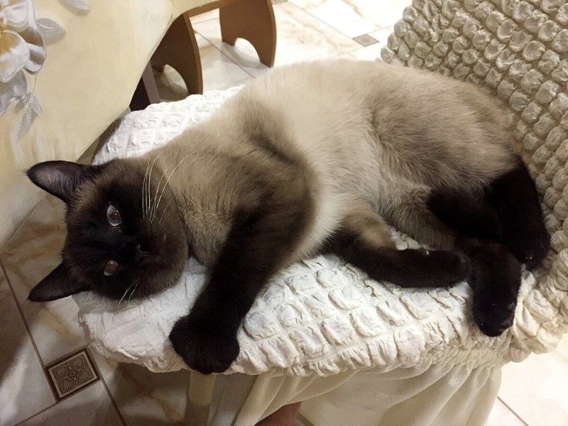 Сиамская кошка на диване