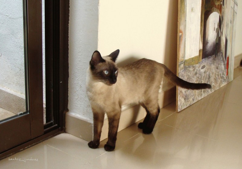 Сиамская кошка дома