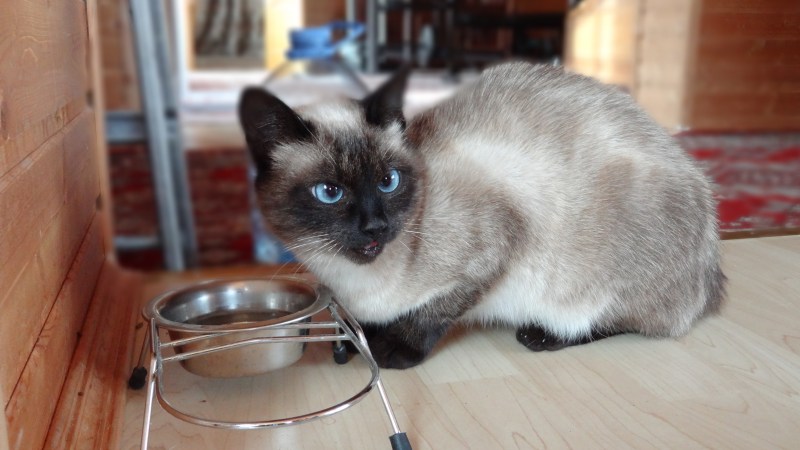 Сиамская кошка