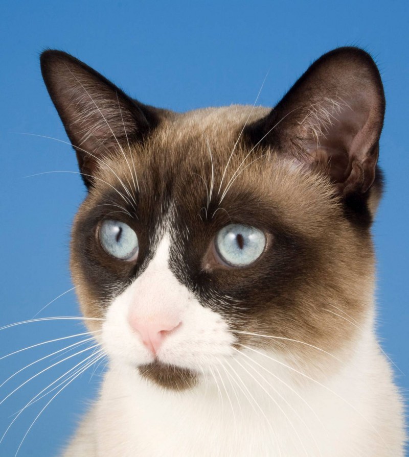 Коты Сноу Шу