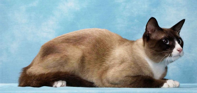 Сноу-Шу кошка