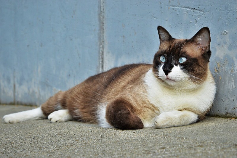 Фенотип Сноу Шу котята