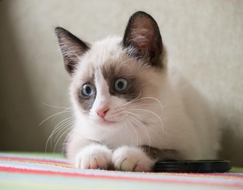 Кот сиамский Сноу Шу