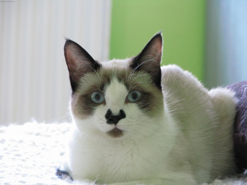 Кот породы Сноу Шу
