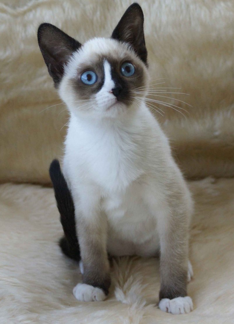 Кот сиамский Сноу Шу