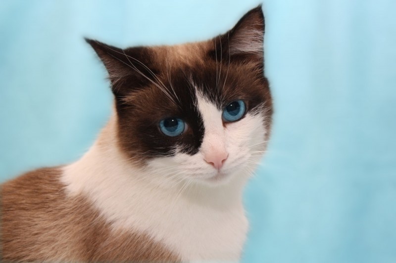 Коты Сноу Шу