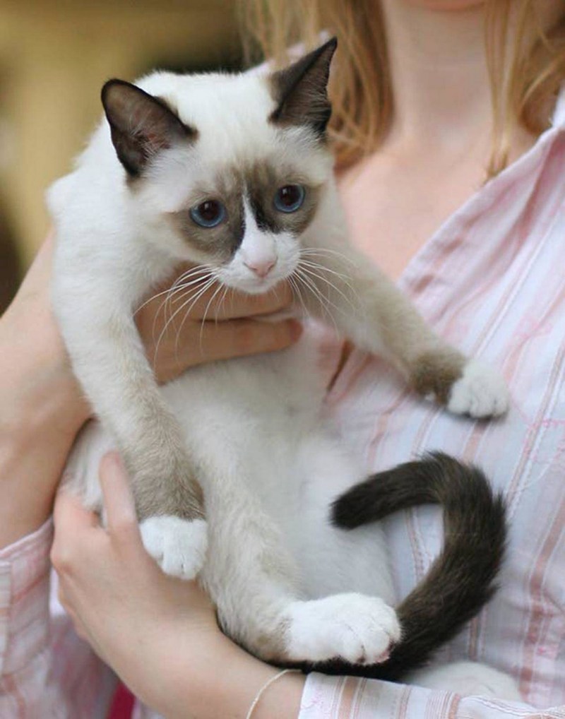 Кот породы Сноу Шу