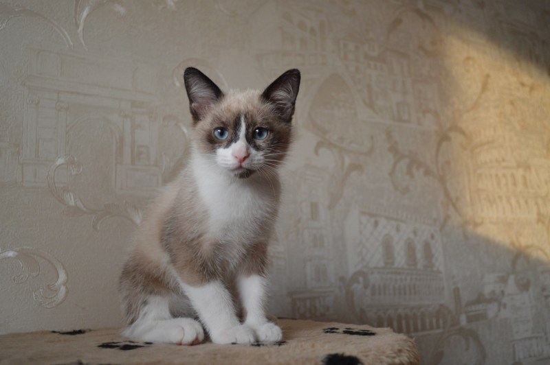 Сноу Шу кот помесь