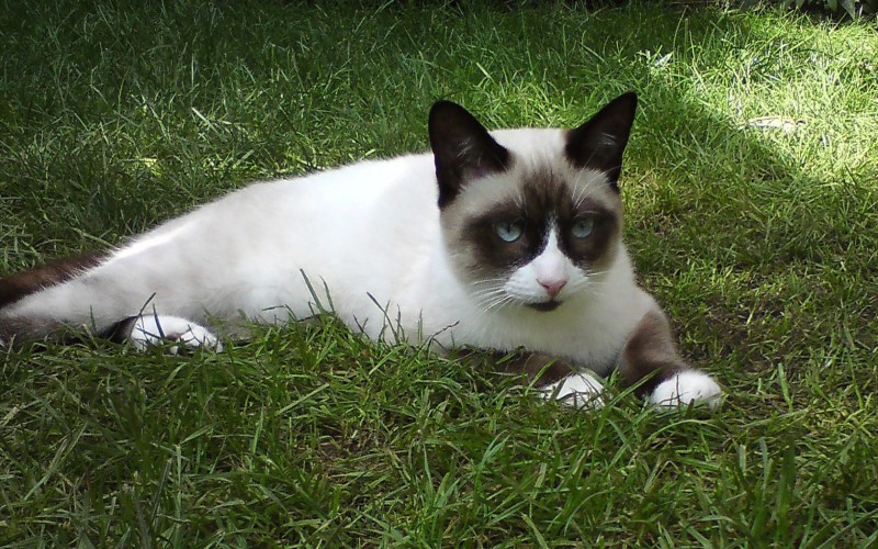 Котята породы Сноу Шу
