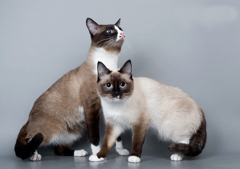 Кот сиамский Сноу Шу