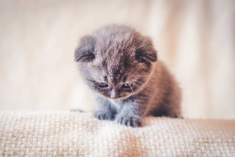 Милые котята