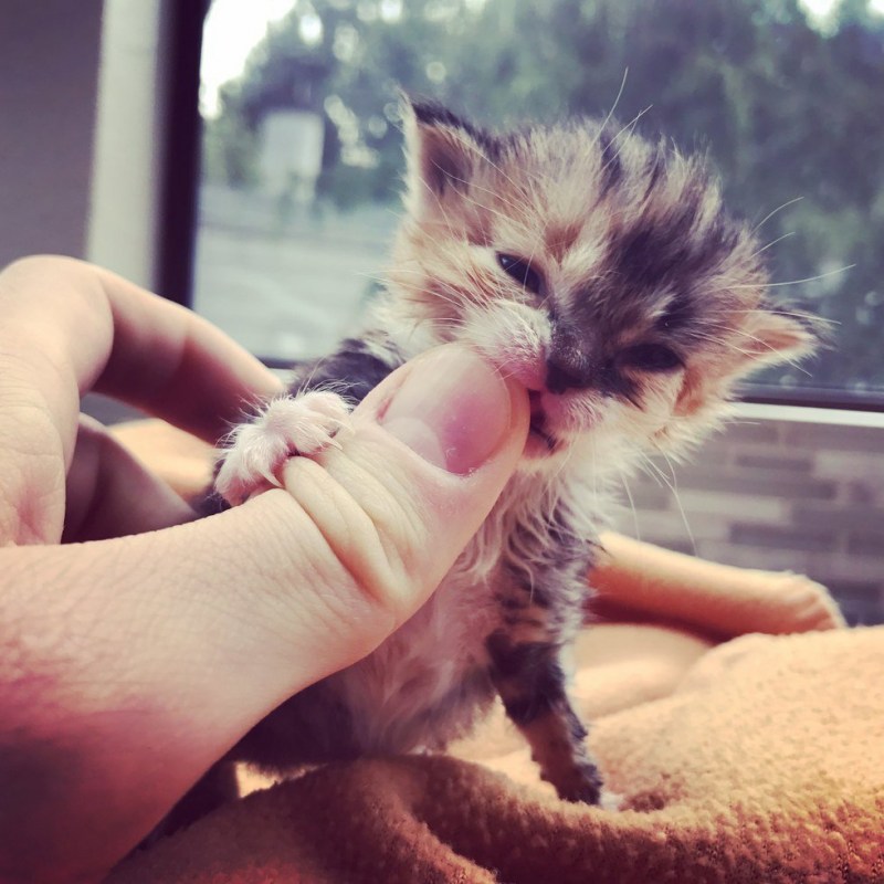 Маленький котенок