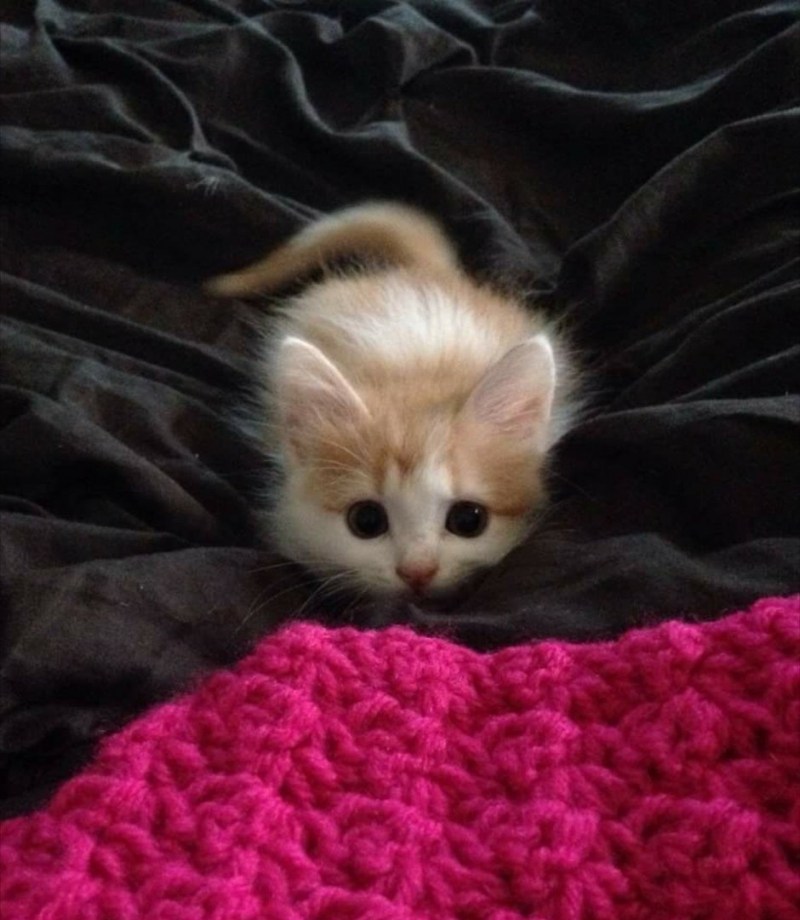 Маленький котенок