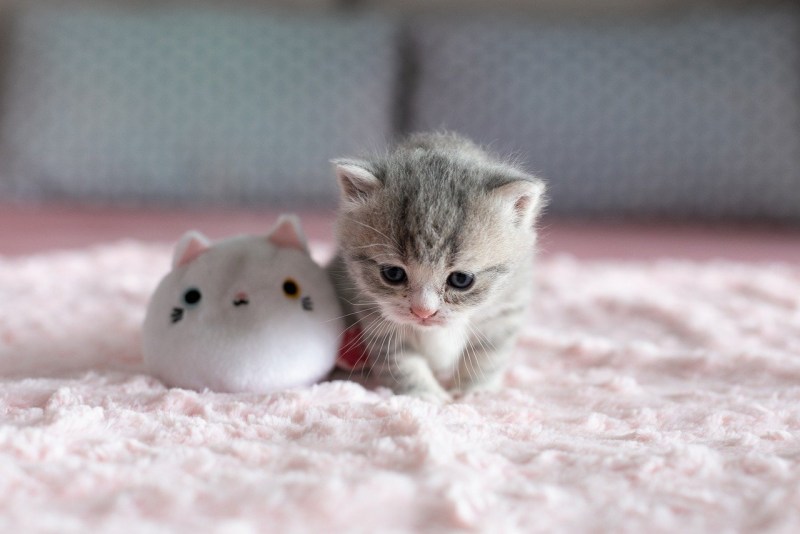 Маленький котенок