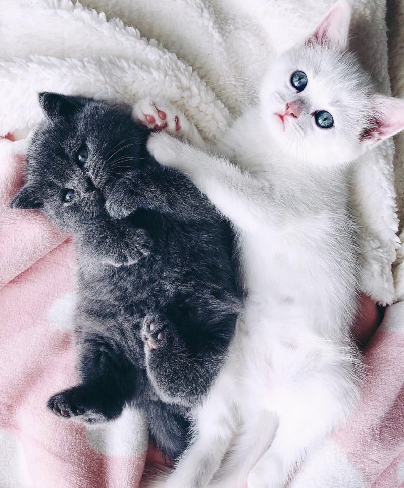 Маленькие котики