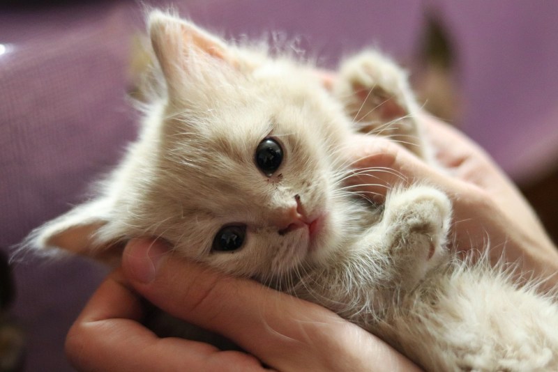 Маленькие котики