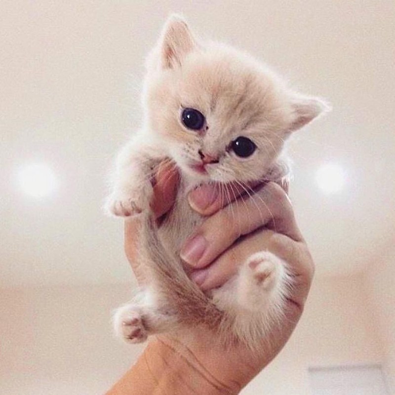 Кошки маленькие милые