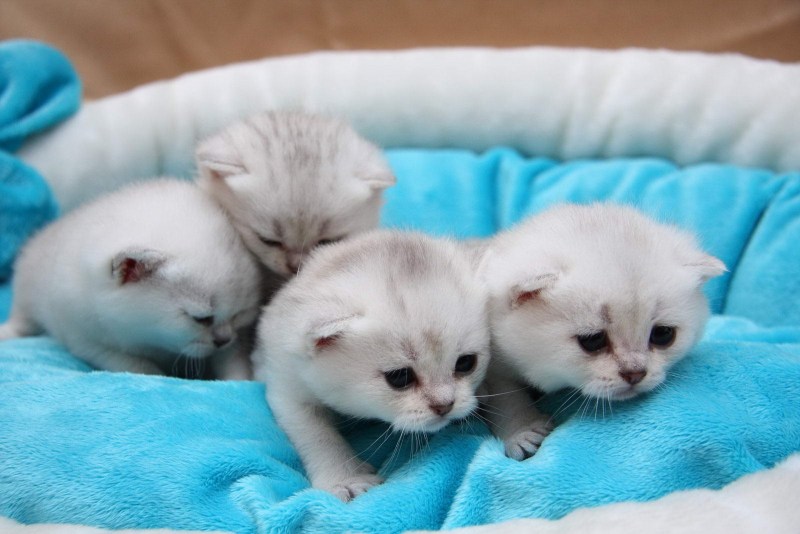 Маленький котенок