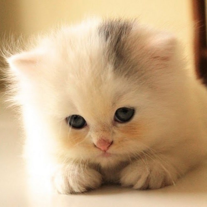 Милые котята