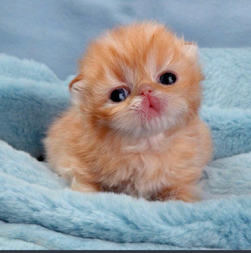 Самые милые котятки