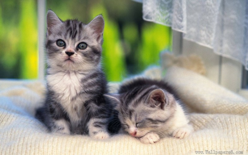 Котята маленькие миленькие