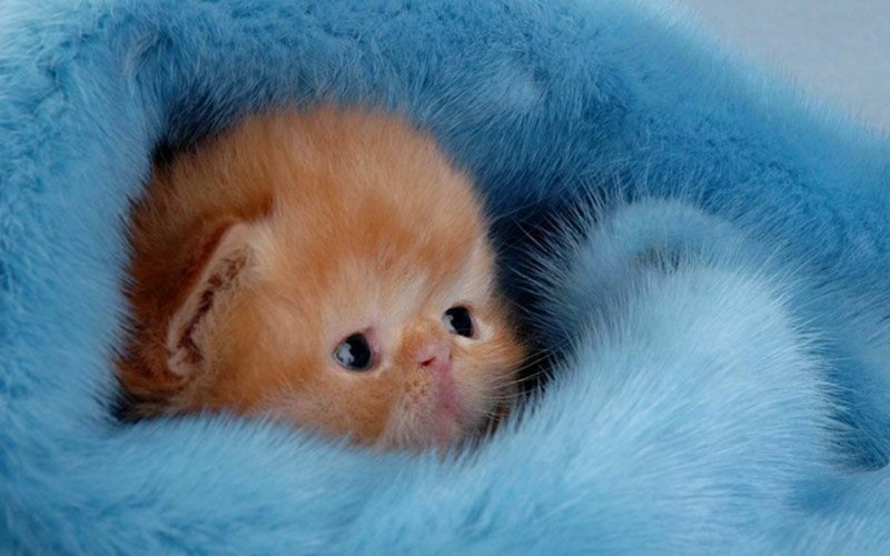 Маленький котенок