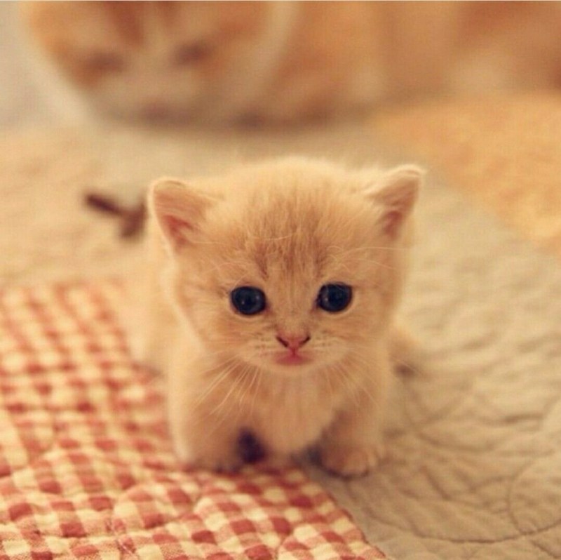 Маленький котенок