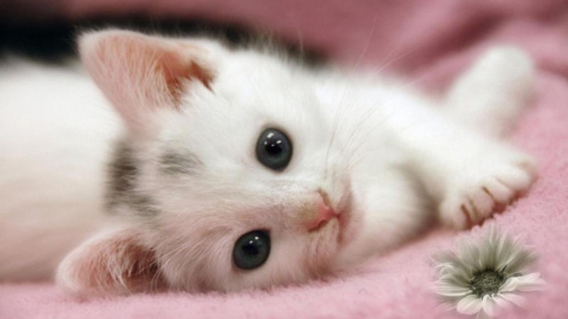 Маленький котенок