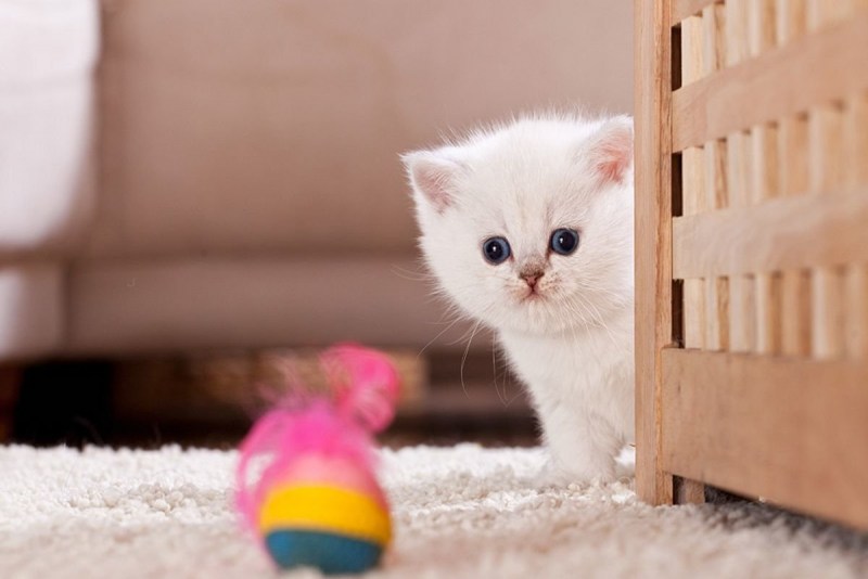 Самые милые котята