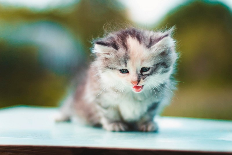 Милые котики
