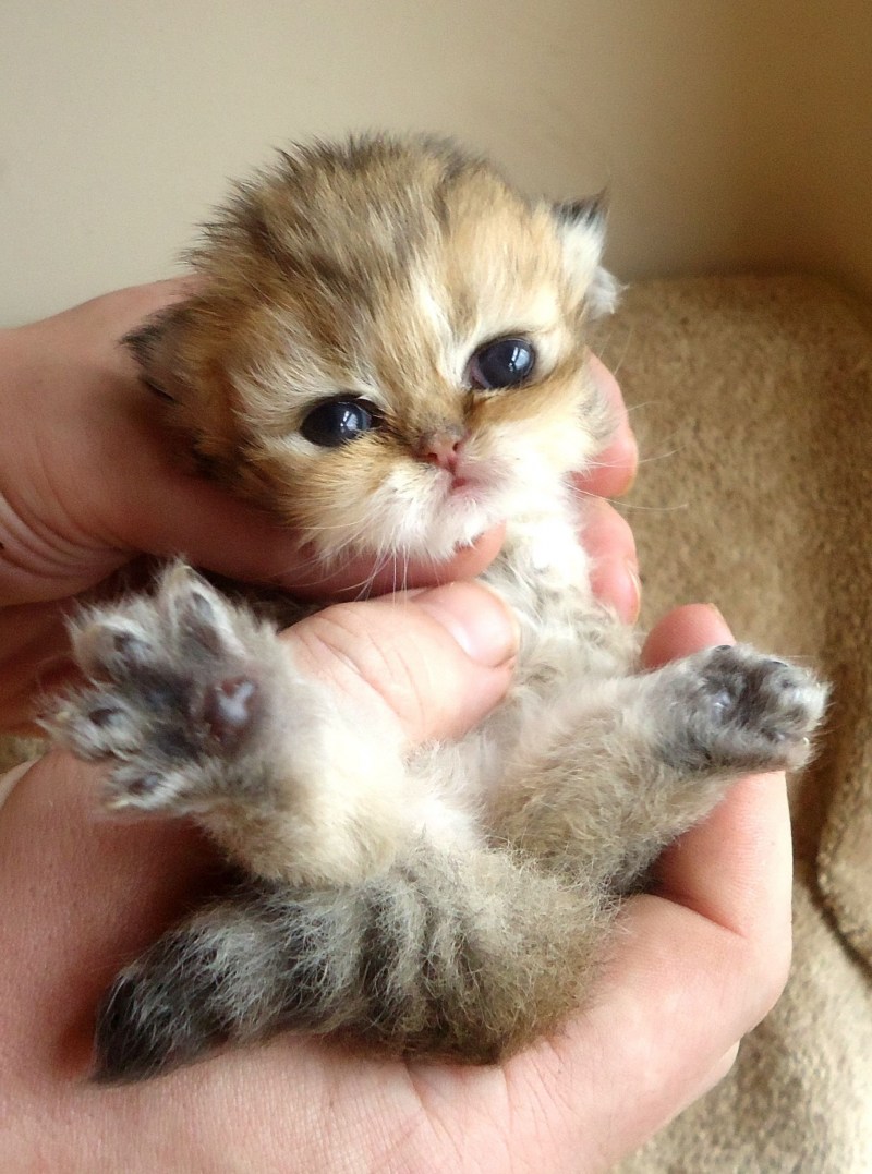 Малюсенькие котята