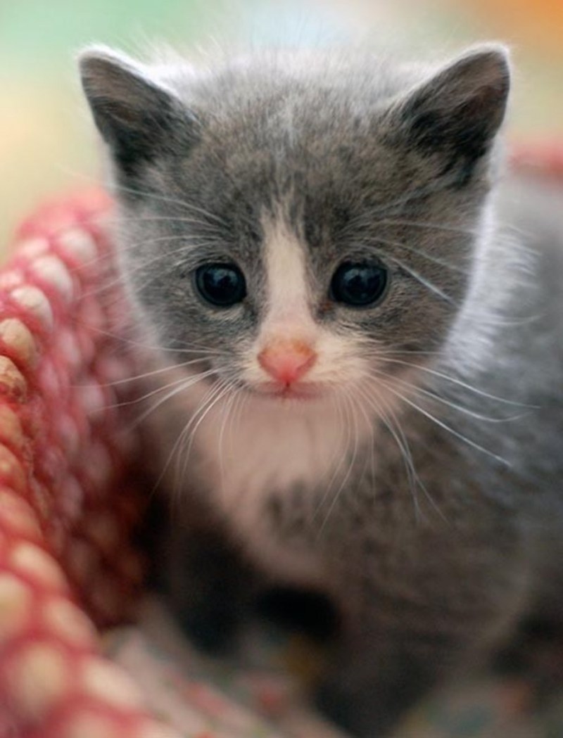 Маленький котенок