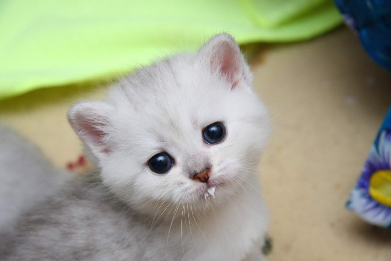 Милые котики