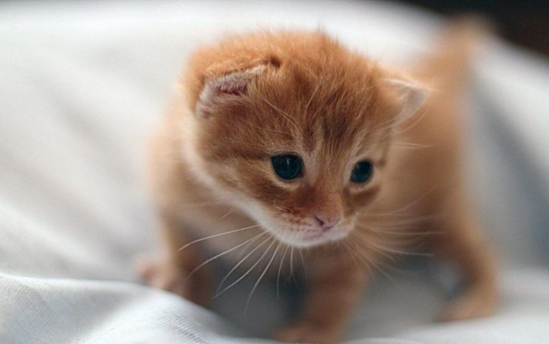 Милый котенок