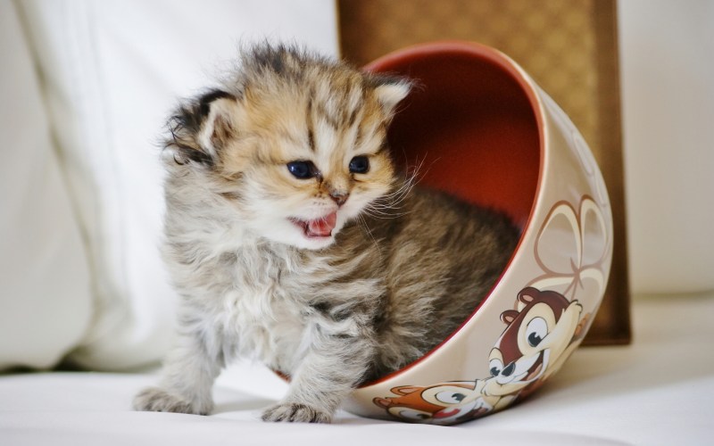 Самые милые котята