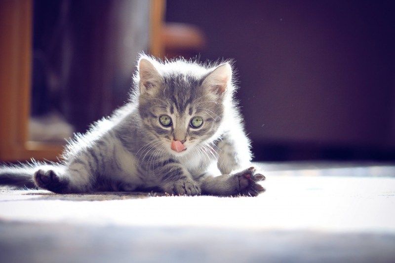 Маленький котенок