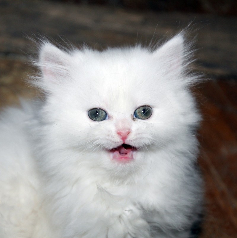Злой белый котенок