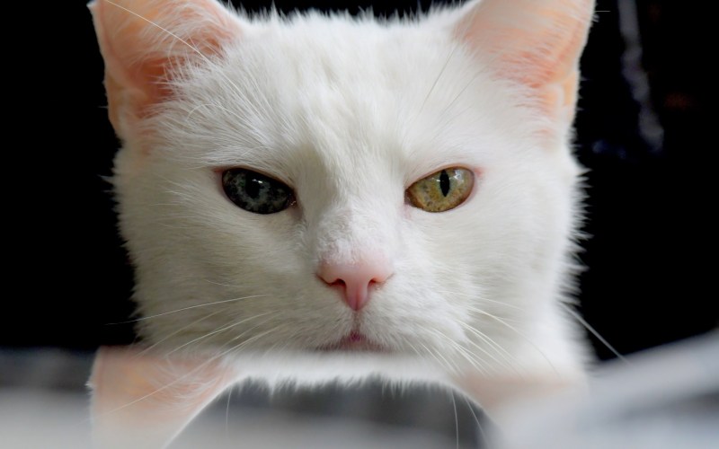 Злая белая кошка
