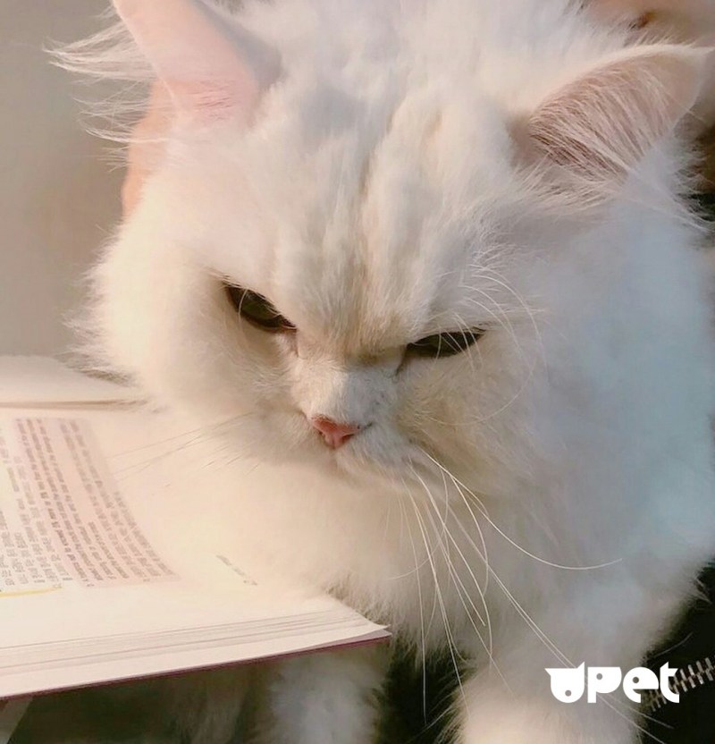 Злая белая кошка