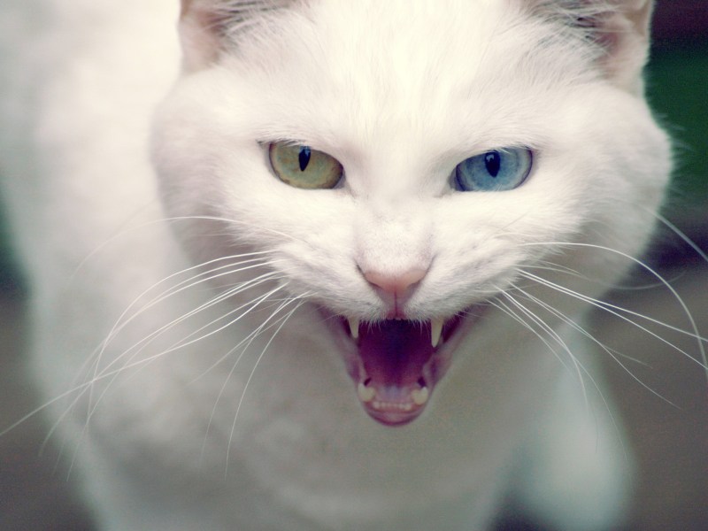 Злая белая кошка