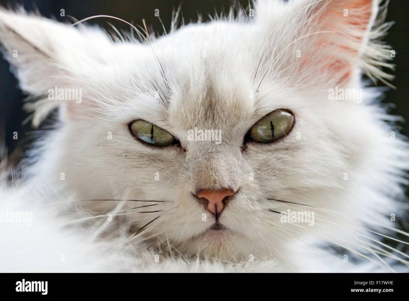 Злая белая кошка
