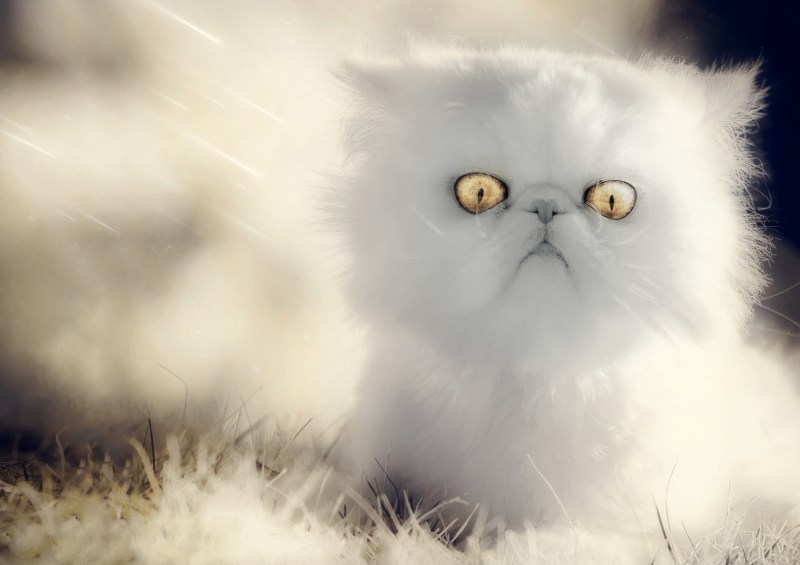 Милый кот