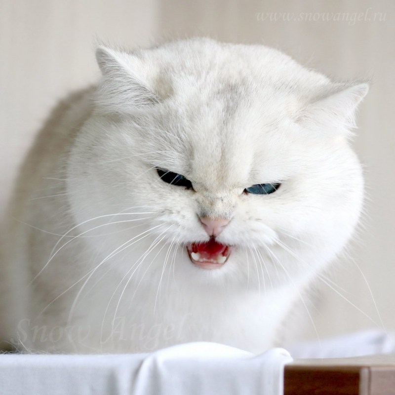 Кот Федор Михайлович щекастый