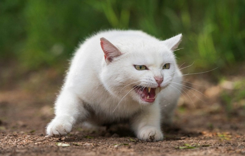 Злая белая кошка