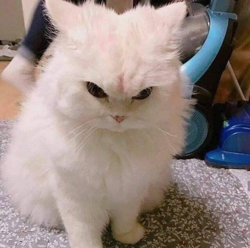 Злой белый кот