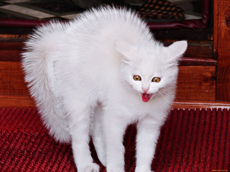 Кошка белая