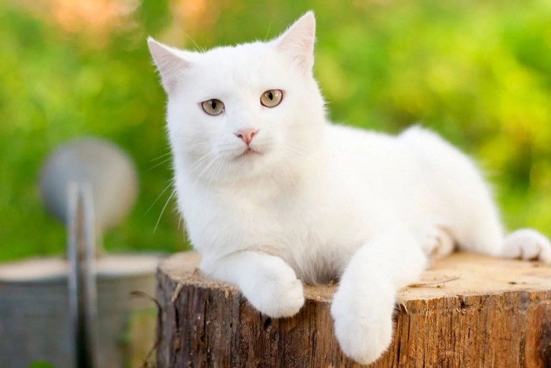 Белые коты