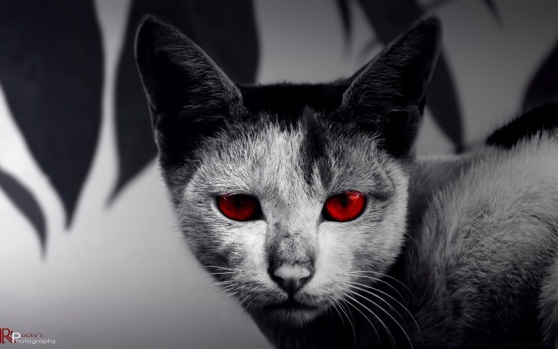Коты с красными глазами