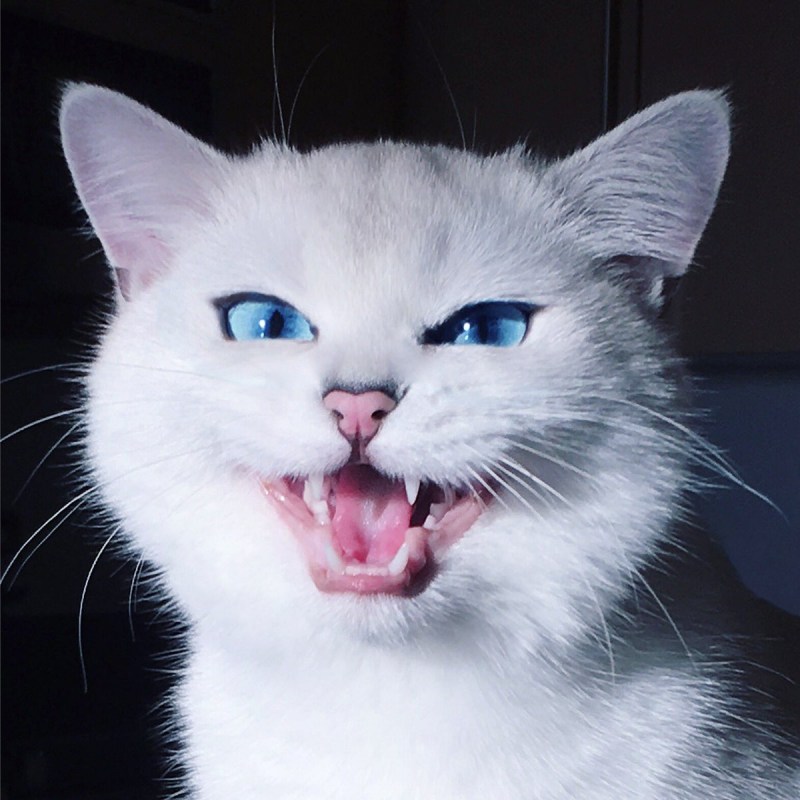 Злая белая кошка