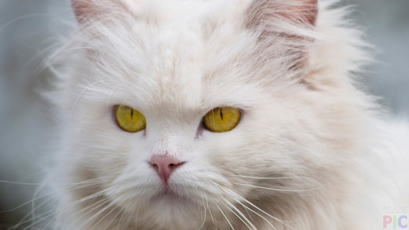 Кошка белая